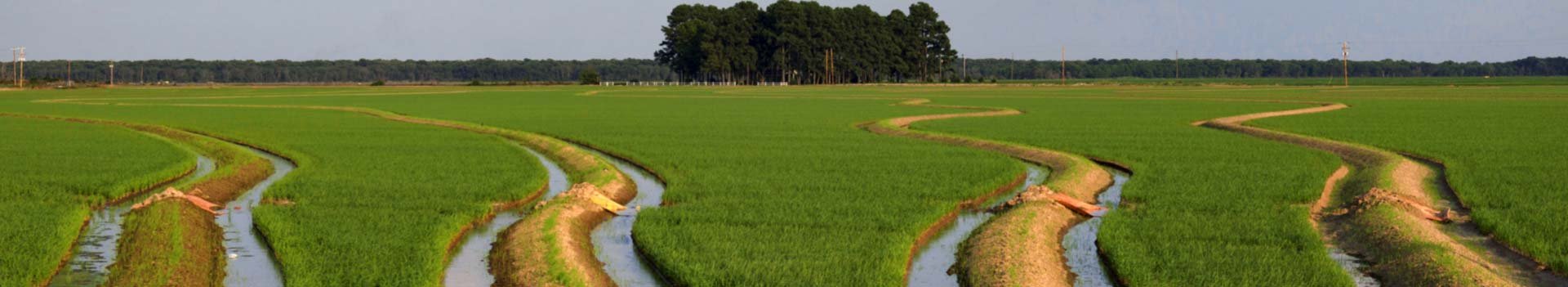 Rice fields of Cross County, Arkansas